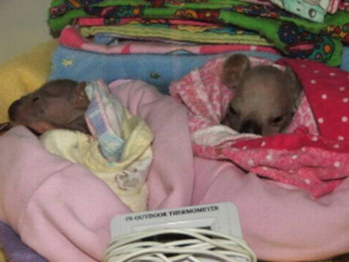 Rescued Baby Koalas (11 pics)