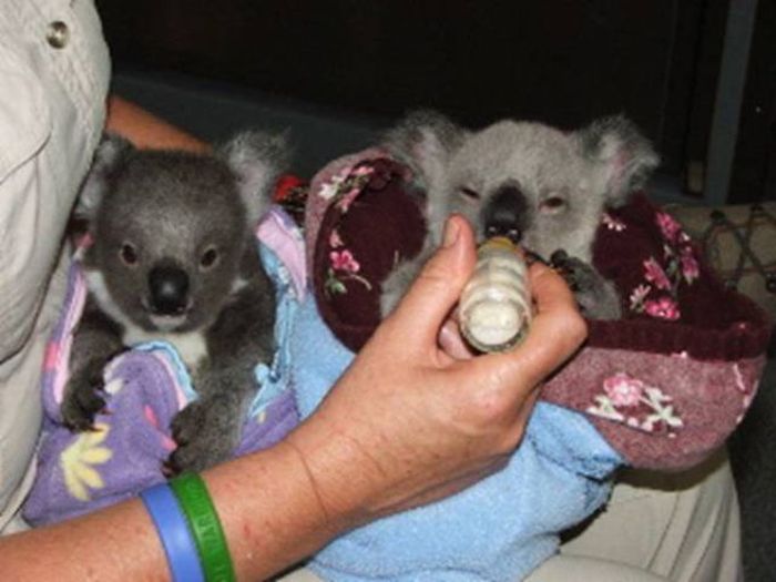 Rescued Baby Koalas (11 pics)
