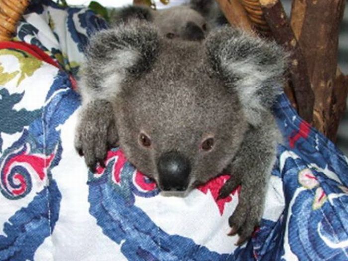 Rescued Baby Koalas (11 pics)