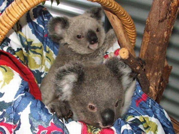 Rescued Baby Koalas (11 pics)