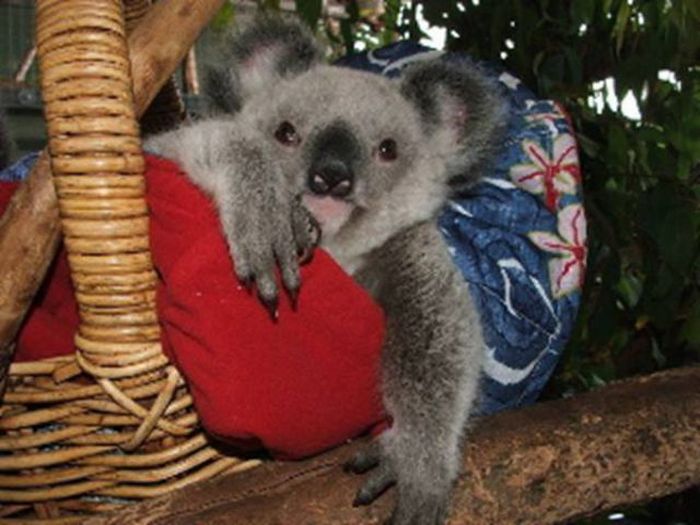 Rescued Baby Koalas (11 pics)