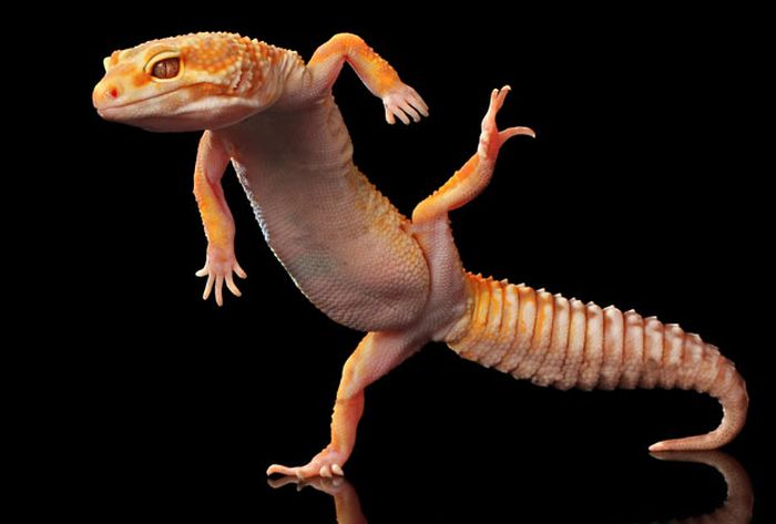 Dancing Geckos (12 pics)