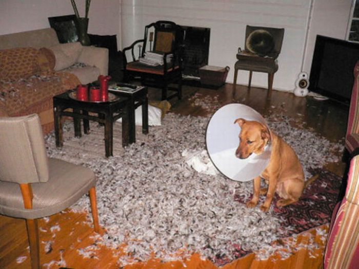 Dogs Wrecking Stuff (25 pics)