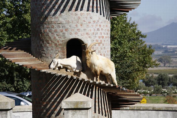 The Goat Tower (9 pics)
