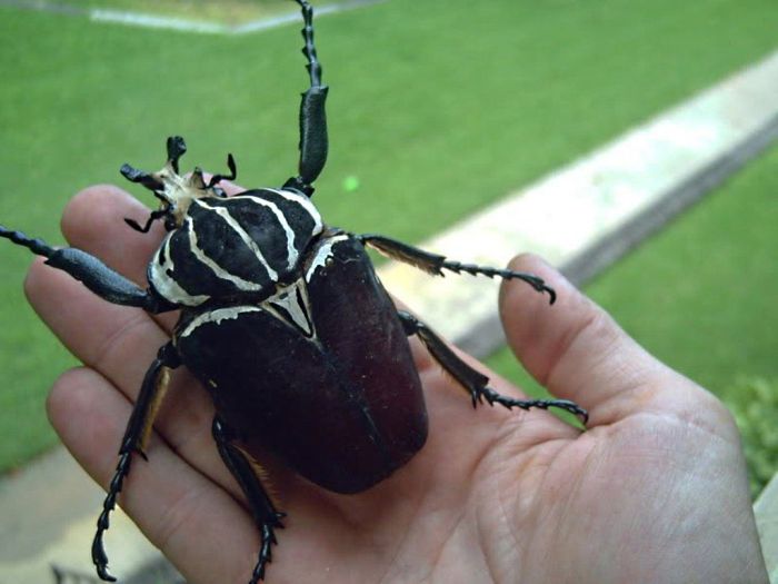 Giant Insects (47 pics)
