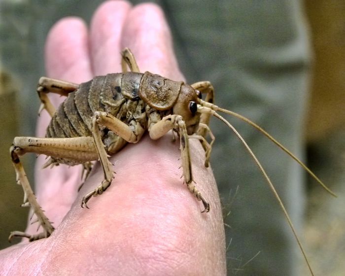 Giant Insects (47 pics)