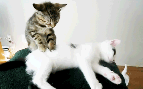 Ultimate Collection Of Cat Gifs (50 gifs)