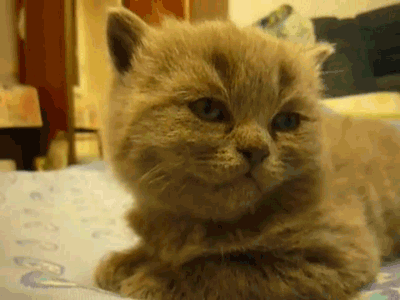 Ultimate Collection Of Cat Gifs (50 gifs)