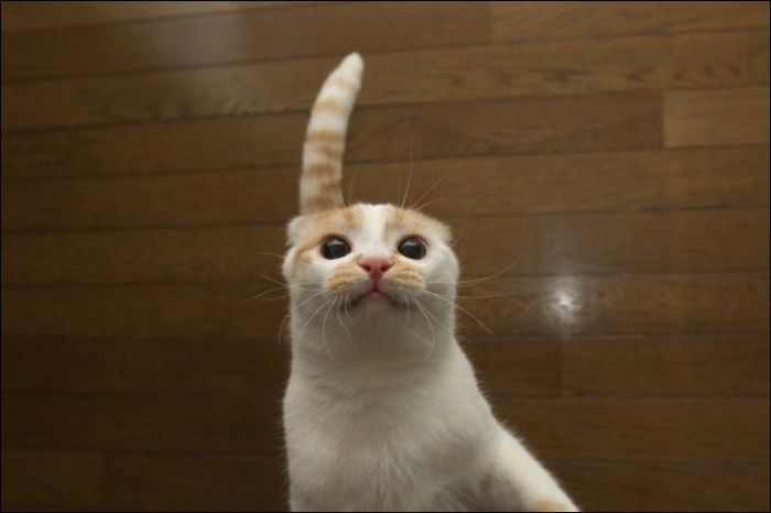 100 Cat Photos (135 pics)