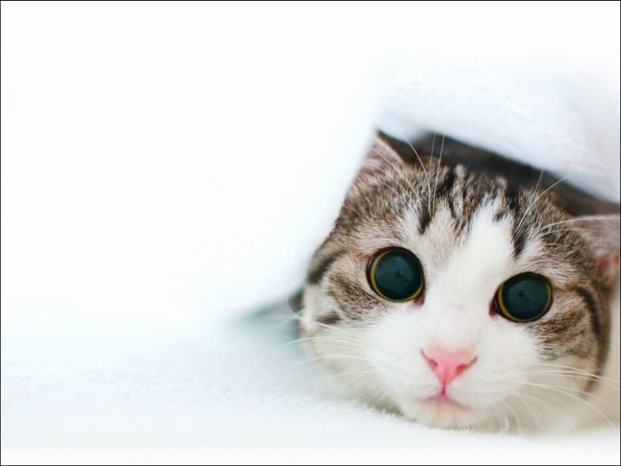 100 Cat Photos (135 pics)