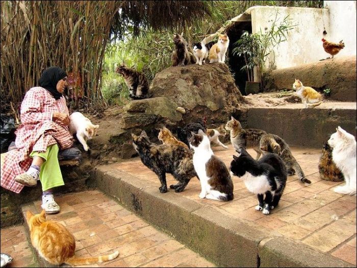 100 Cat Photos (135 pics)