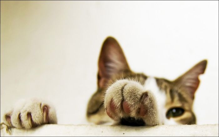 100 Cat Photos (135 pics)