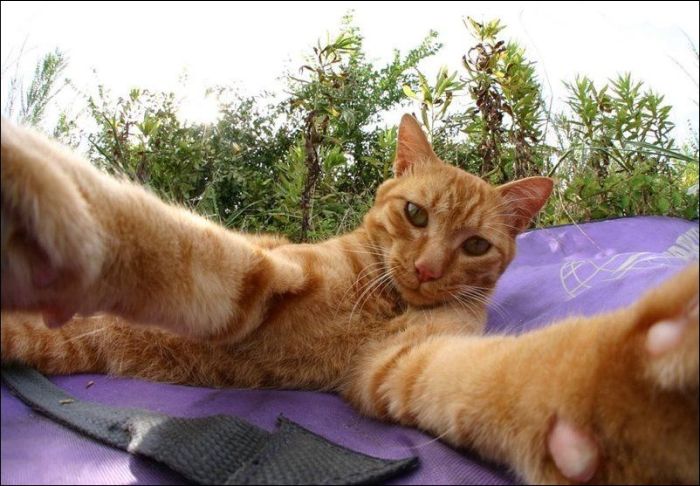 100 Cat Photos (135 pics)