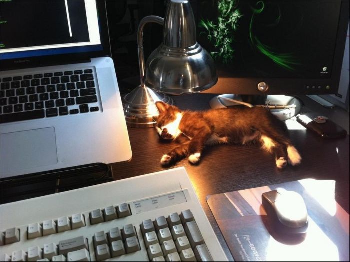 100 Cat Photos (135 pics)