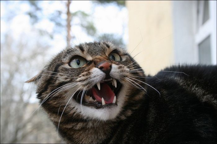 100 Cat Photos (135 pics)