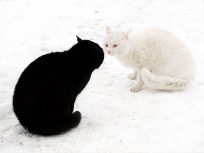 100 Cat Photos (135 pics)