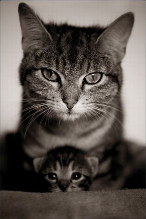 100 Cat Photos (135 pics)