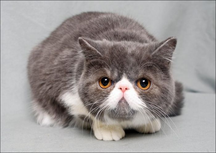100 Cat Photos (135 pics)