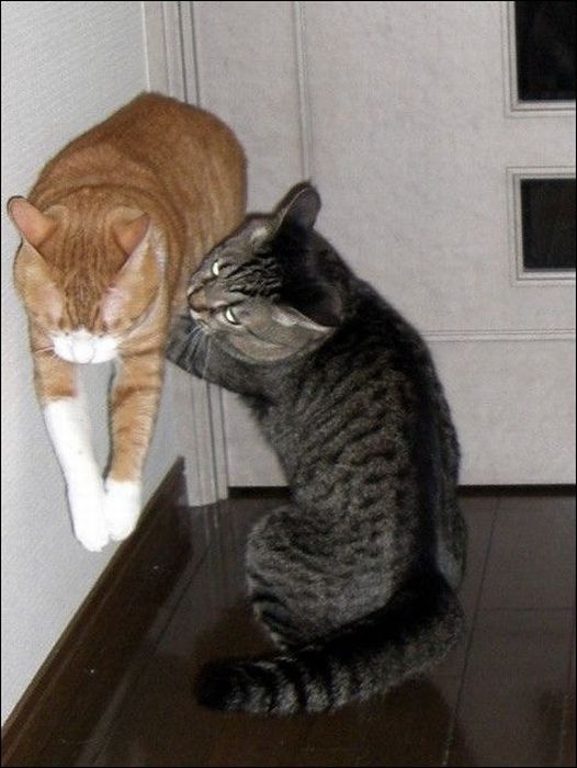 100 Cat Photos (135 pics)