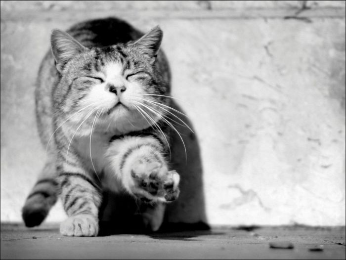 100 Cat Photos (135 pics)
