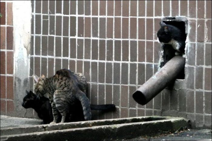 100 Cat Photos (135 pics)