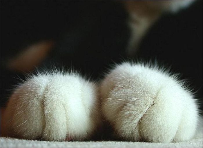 100 Cat Photos (135 pics)