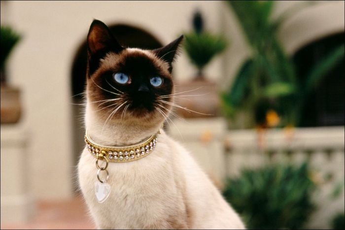 100 Cat Photos (135 pics)