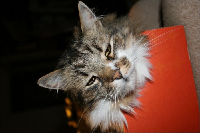 100 Cat Photos (135 pics)