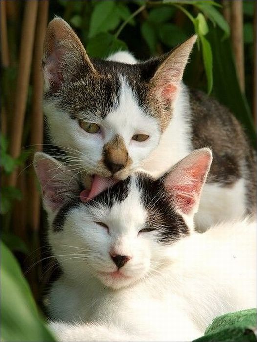 100 Cat Photos (135 pics)