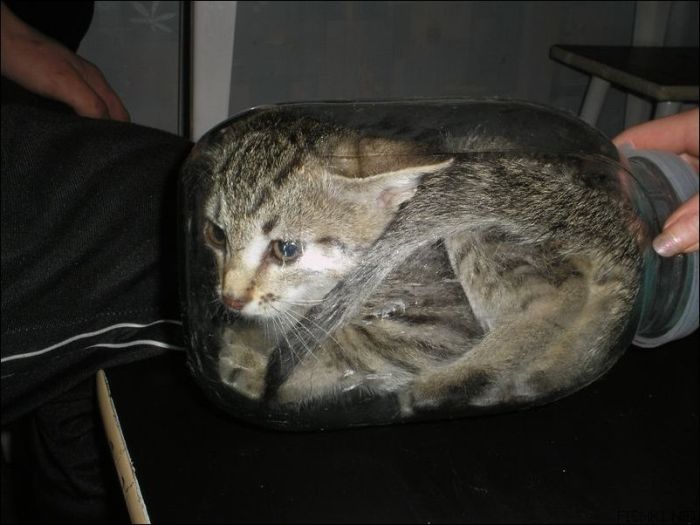 100 Cat Photos (135 pics)