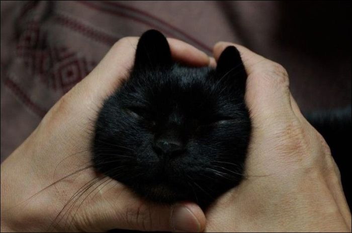 100 Cat Photos (135 pics)