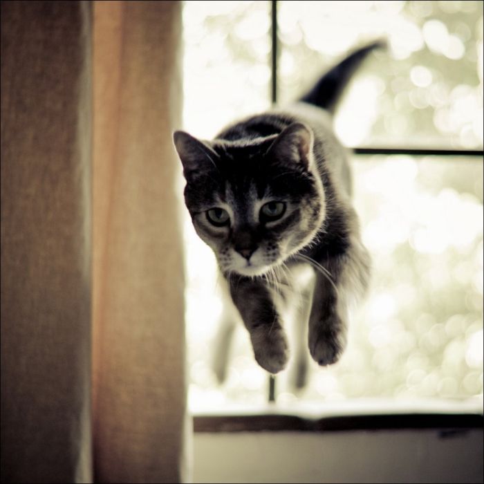 100 Cat Photos (135 pics)
