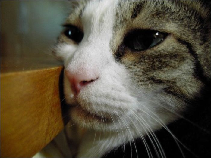 100 Cat Photos (135 pics)