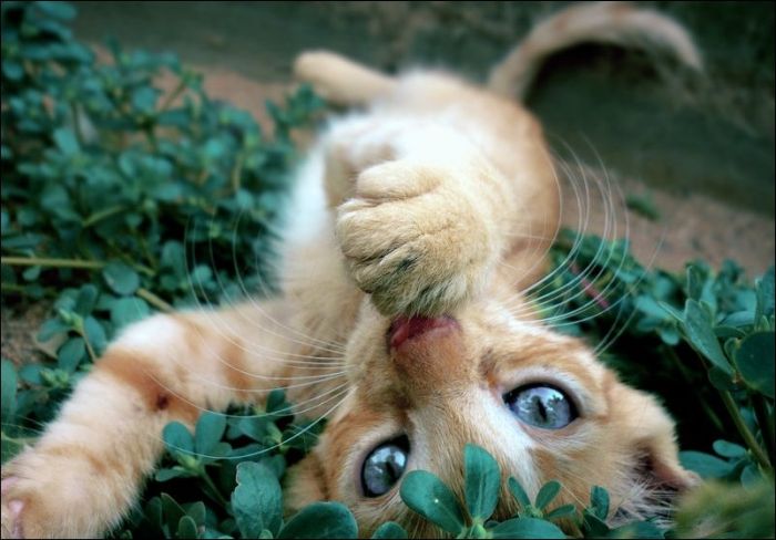 100 Cat Photos (135 pics)
