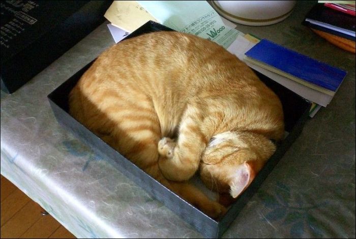 100 Cat Photos (135 pics)
