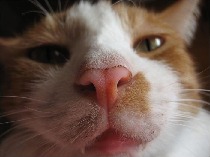 100 Cat Photos (135 pics)