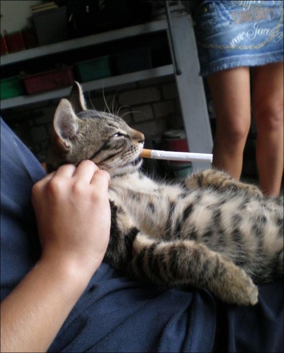 100 Cat Photos (135 pics)