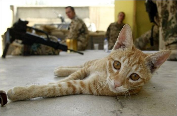 100 Cat Photos (135 pics)