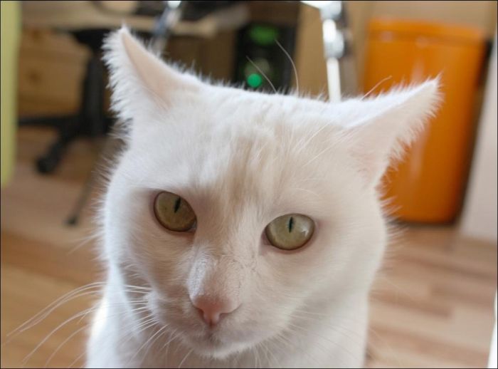 100 Cat Photos (135 pics)