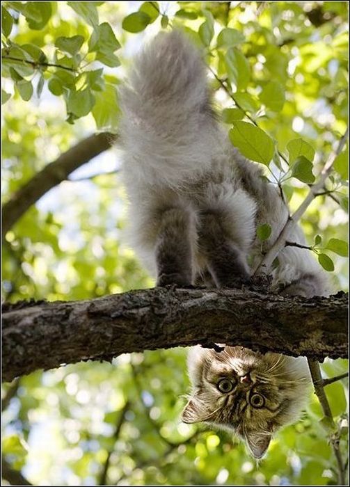 100 Cat Photos (135 pics)