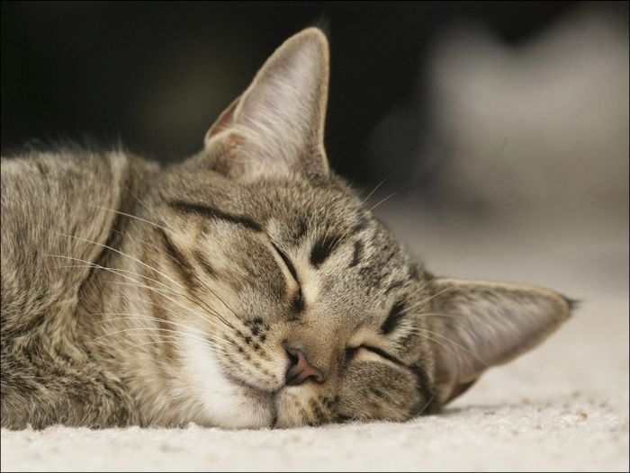 100 Cat Photos (135 pics)