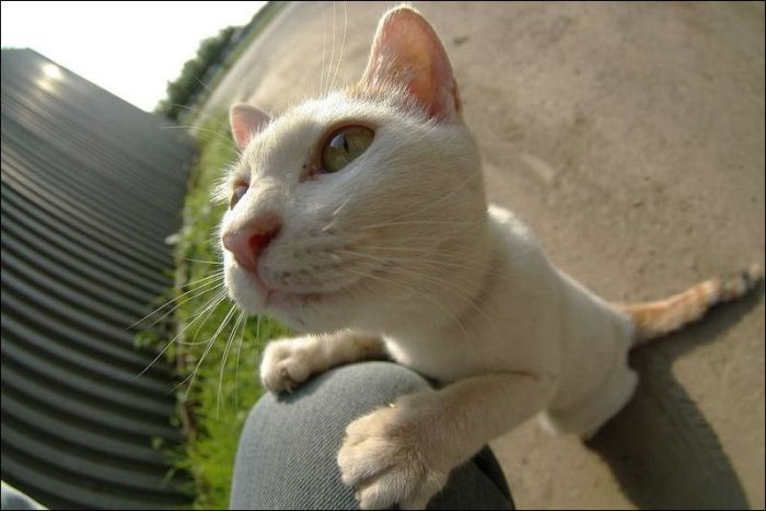 100 Cat Photos (135 pics)