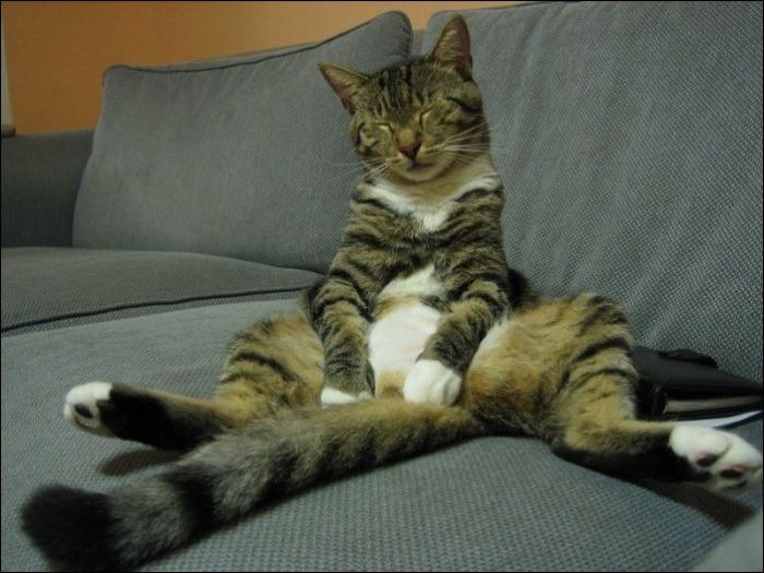 100 Cat Photos (135 pics)