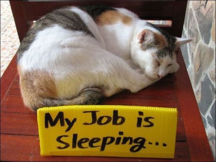 100 Cat Photos (135 pics)