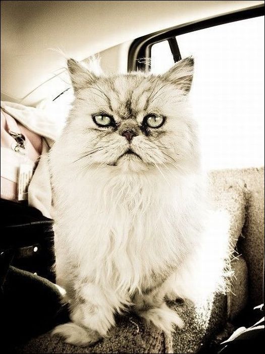 100 Cat Photos (135 pics)