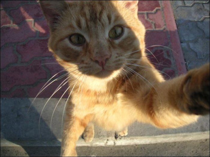 100 Cat Photos (135 pics)