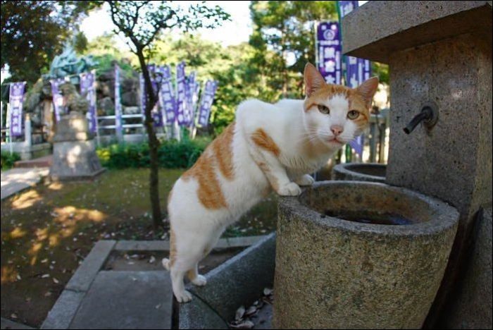 100 Cat Photos (135 pics)