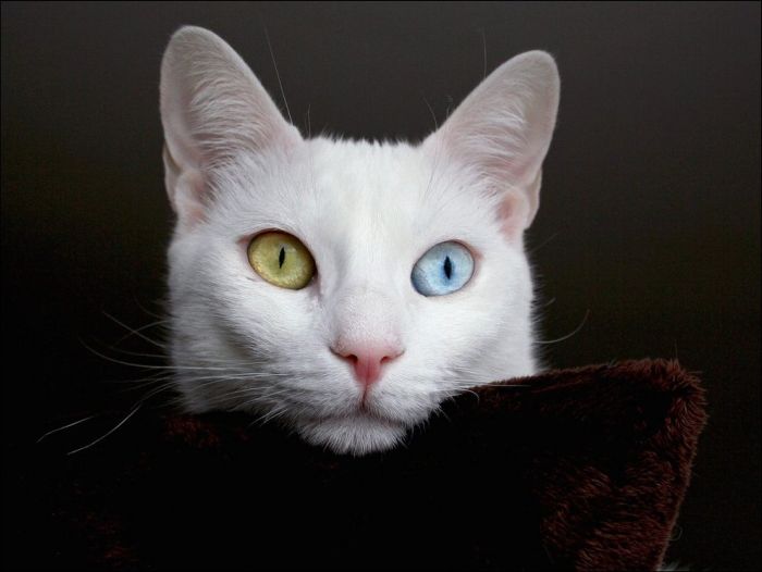 100 Cat Photos (135 pics)