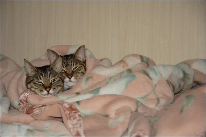 100 Cat Photos (135 pics)