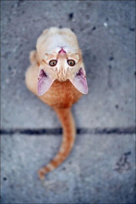 100 Cat Photos (135 pics)